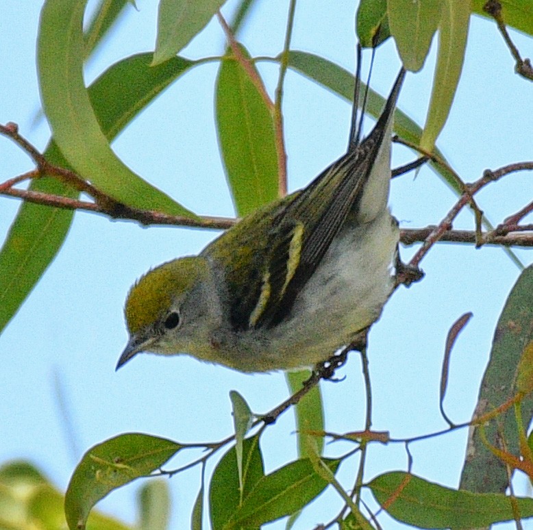 Chestnut-sided Warbler - ML145294991