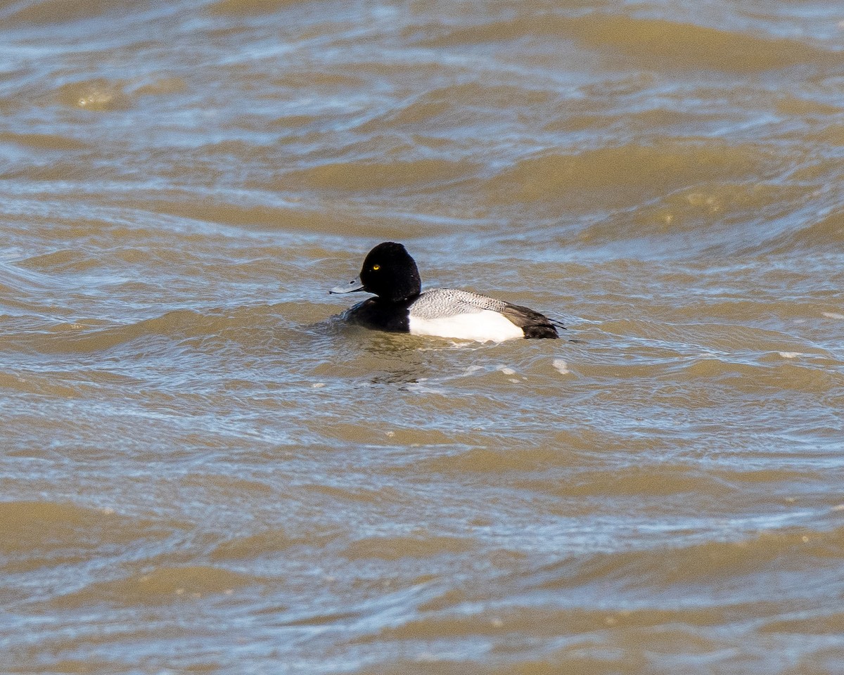 Lesser Scaup - ML145295631