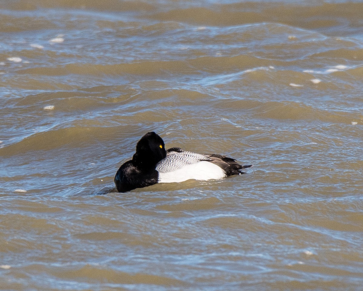 Lesser Scaup - ML145295641