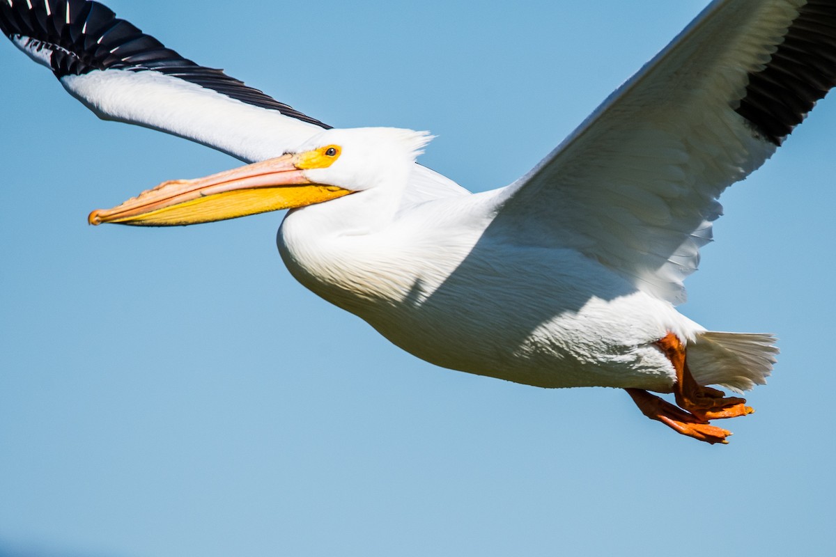 American White Pelican - ML145295681