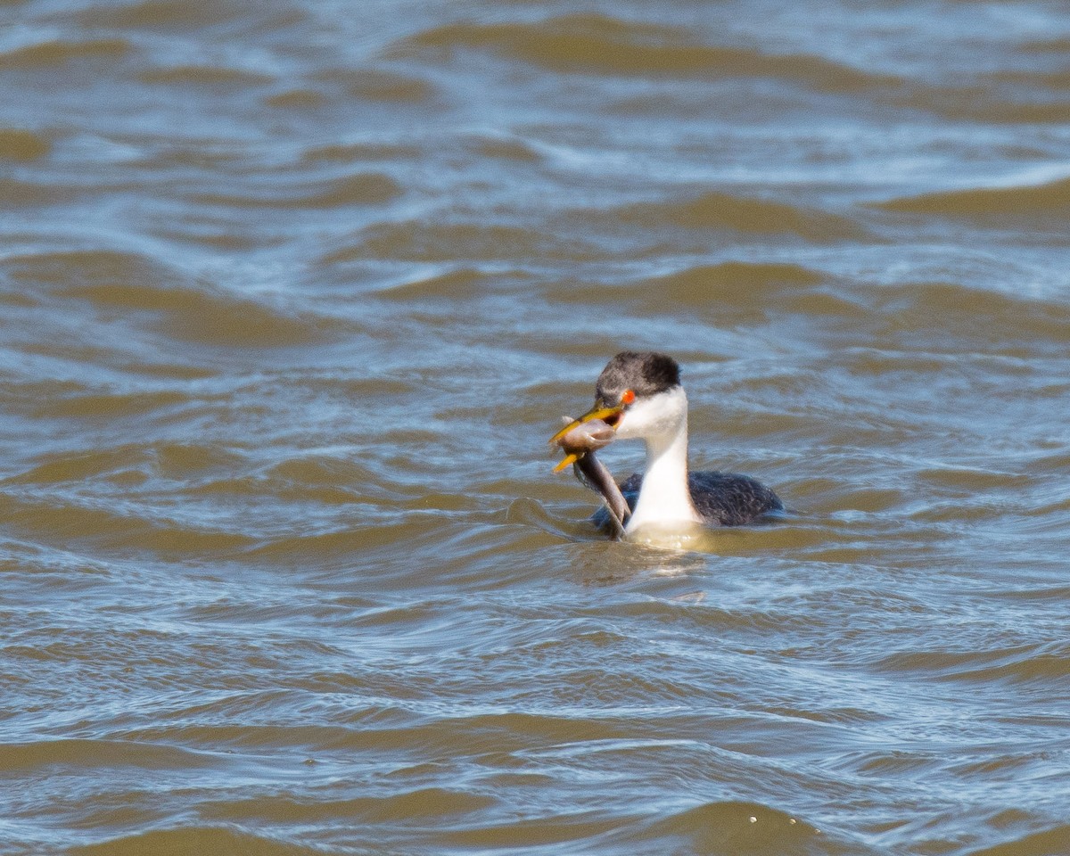 Clark's Grebe - ML145295741