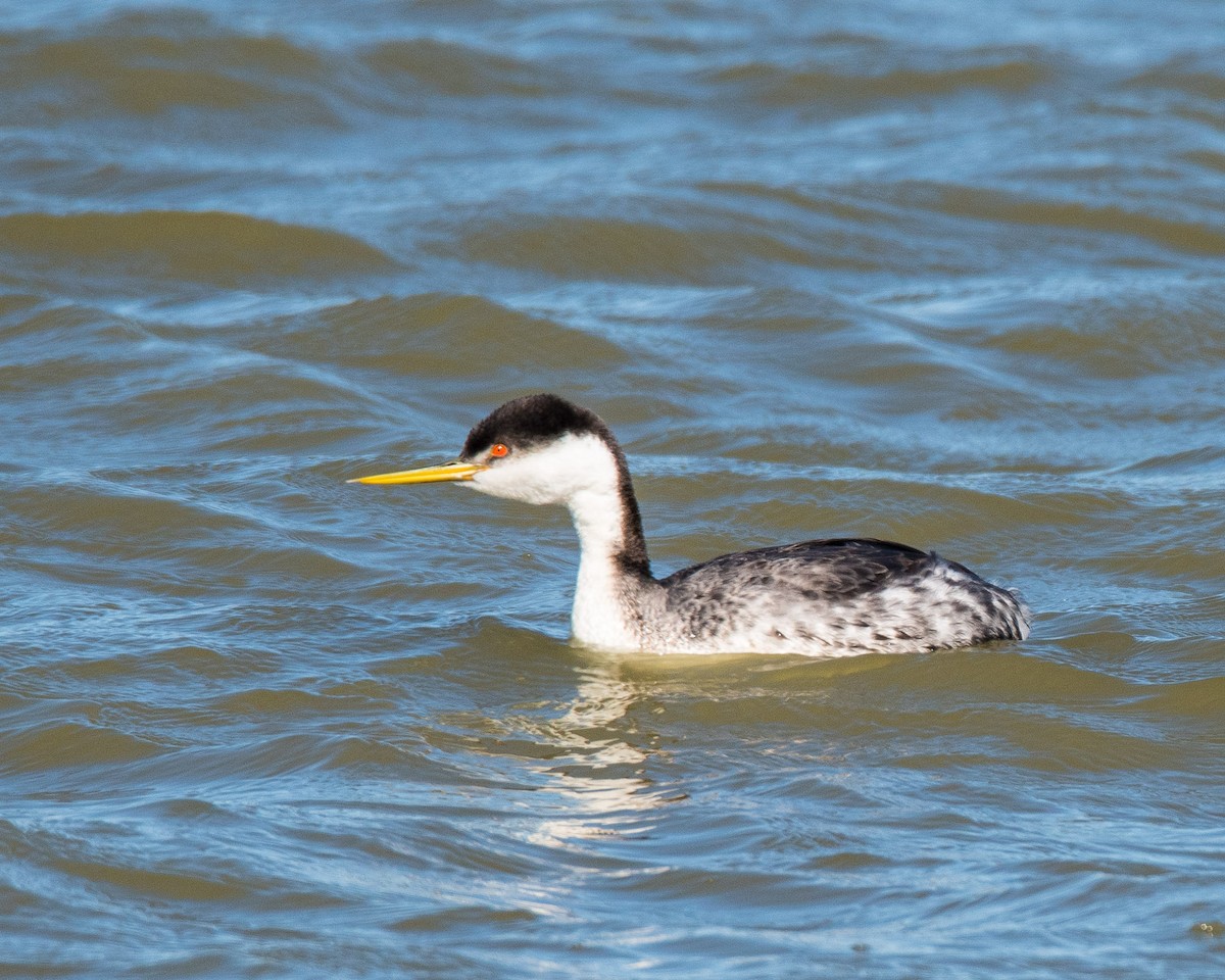 Clark's Grebe - ML145295751