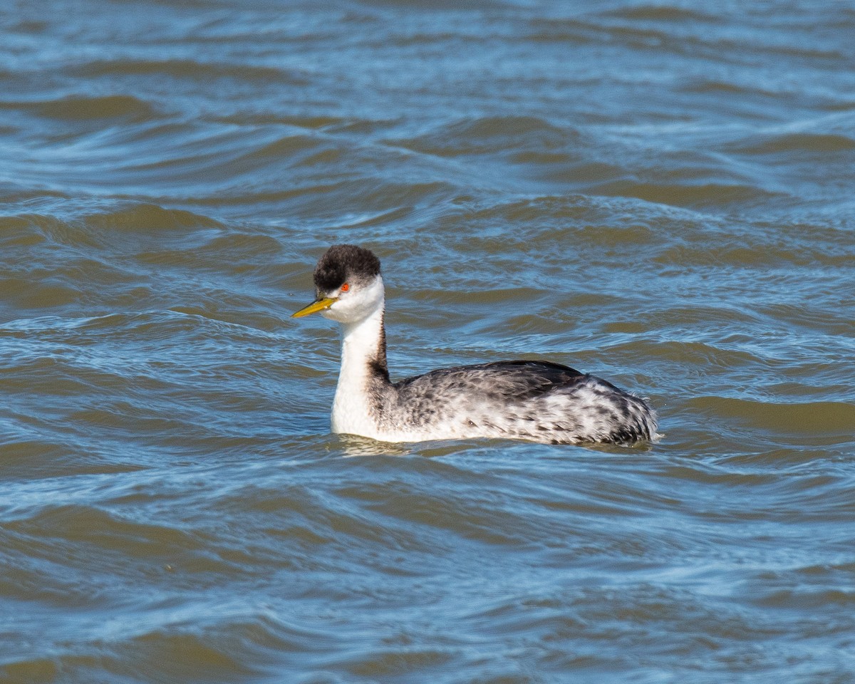 Clark's Grebe - ML145295771