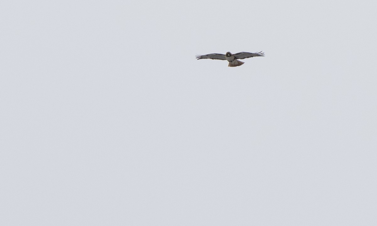 Red-tailed Hawk (borealis) - ML145299551