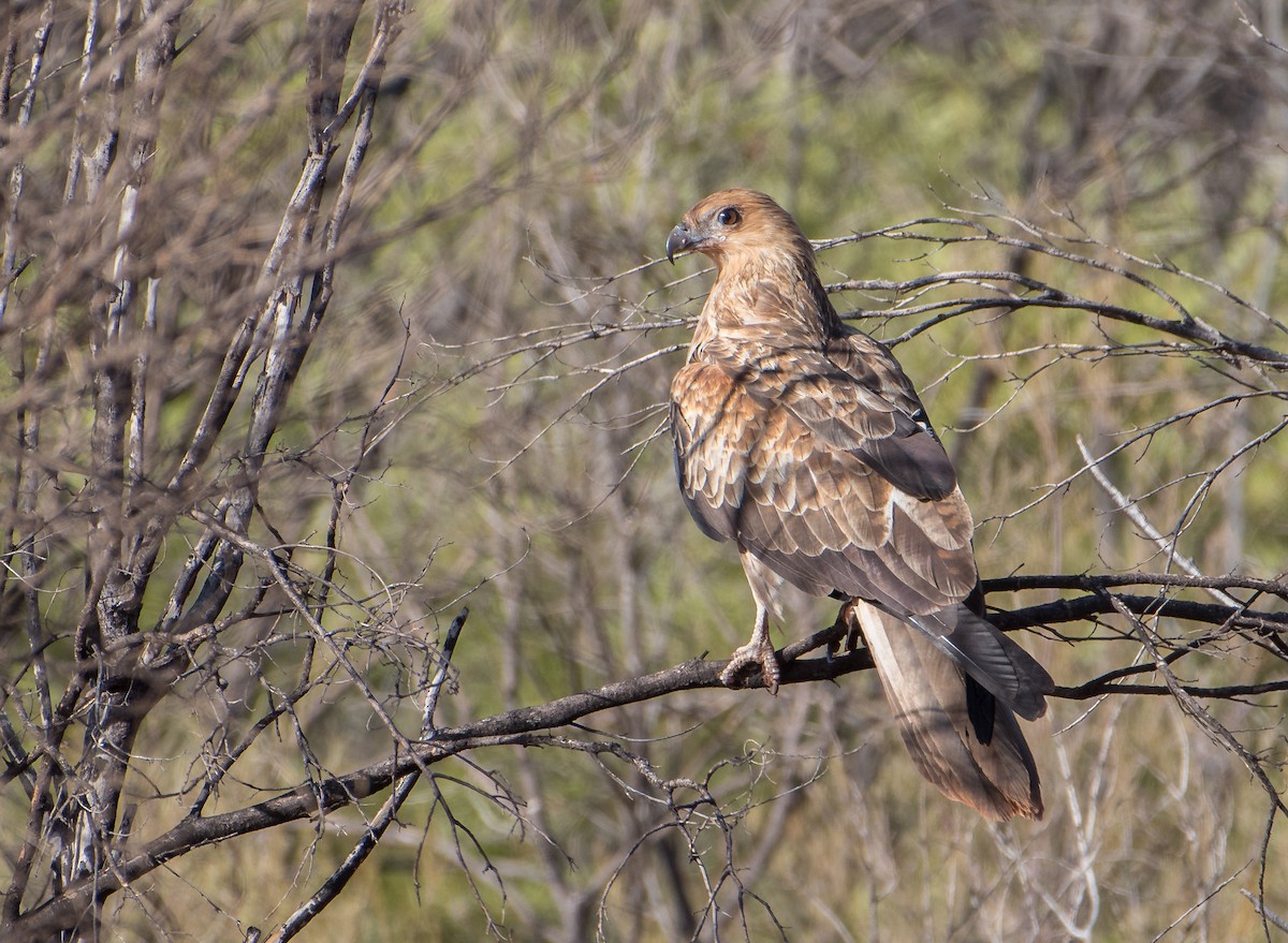 Whistling Kite - Bill Bacon