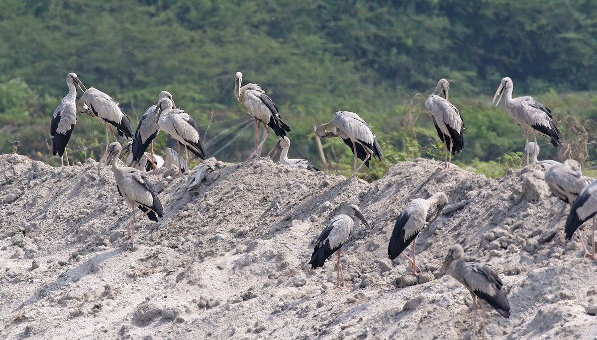 Asian Openbill - Dave Bakewell