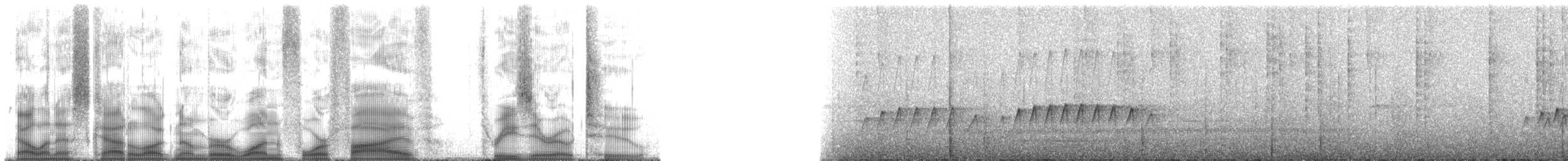 Turuncu Karınlı Manakin - ML145302