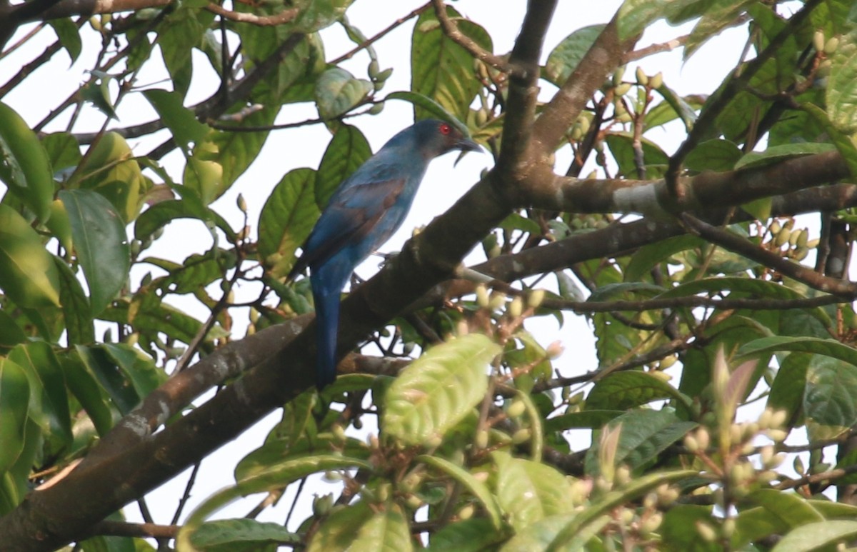 Asian Fairy-bluebird - ML145302521