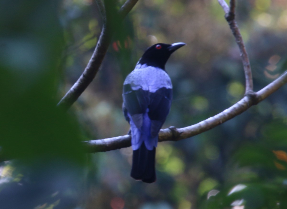 Asian Fairy-bluebird - ML145302531