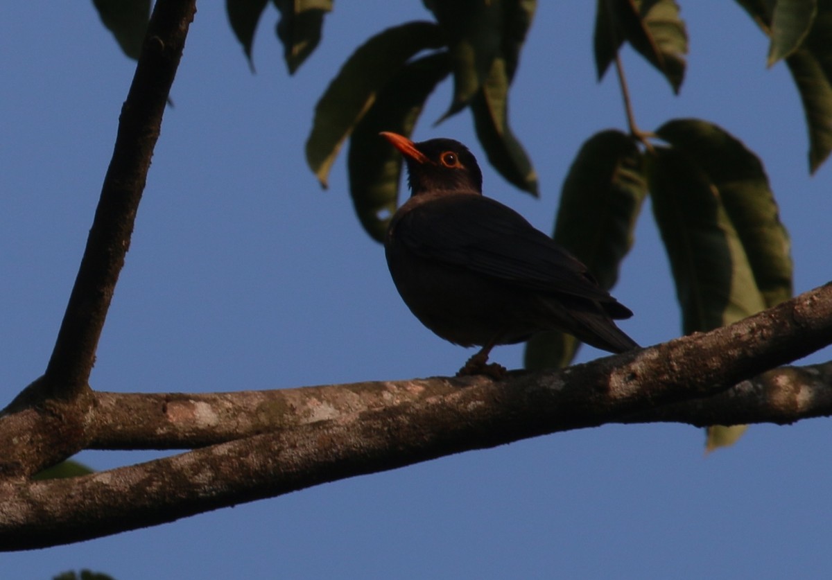 Indian Blackbird - ML145302631