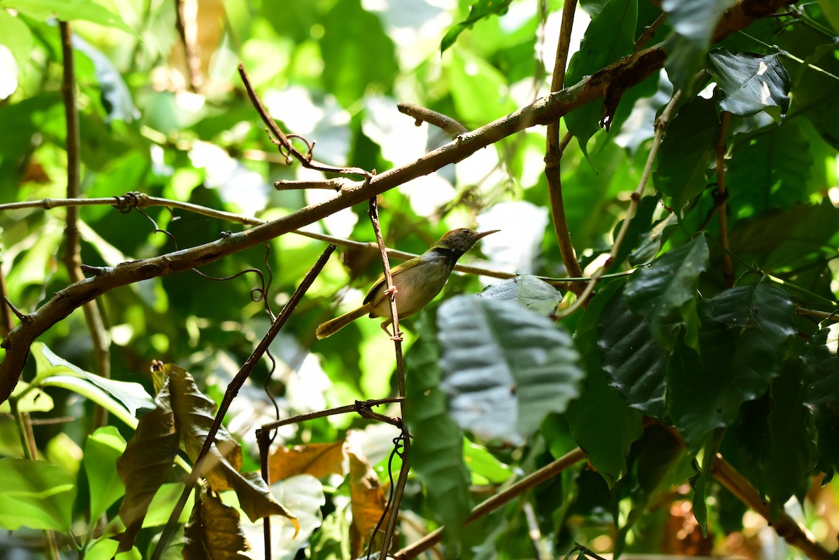 Dark-necked Tailorbird - ML145302701