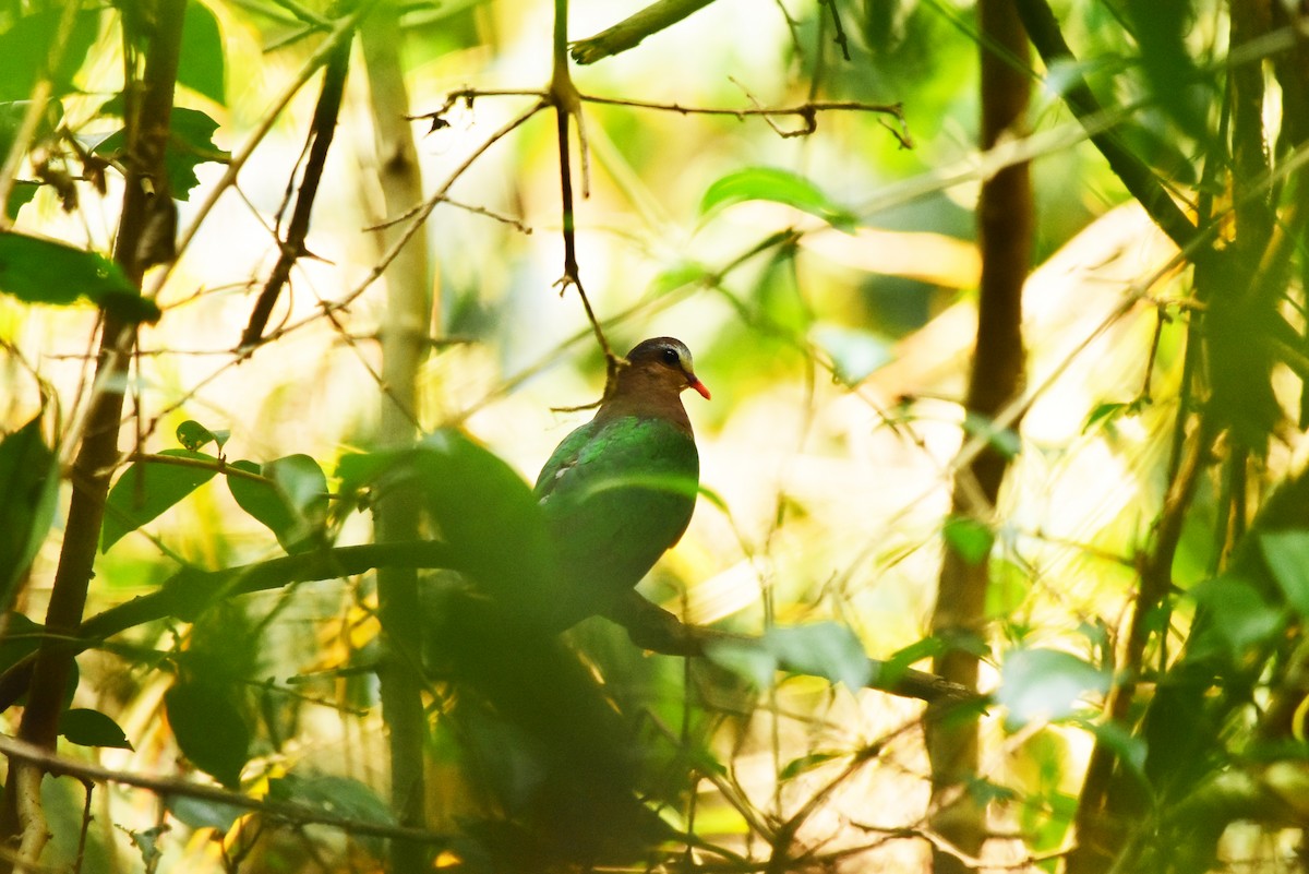 Asian Emerald Dove - Thanakrit Ithisampandh