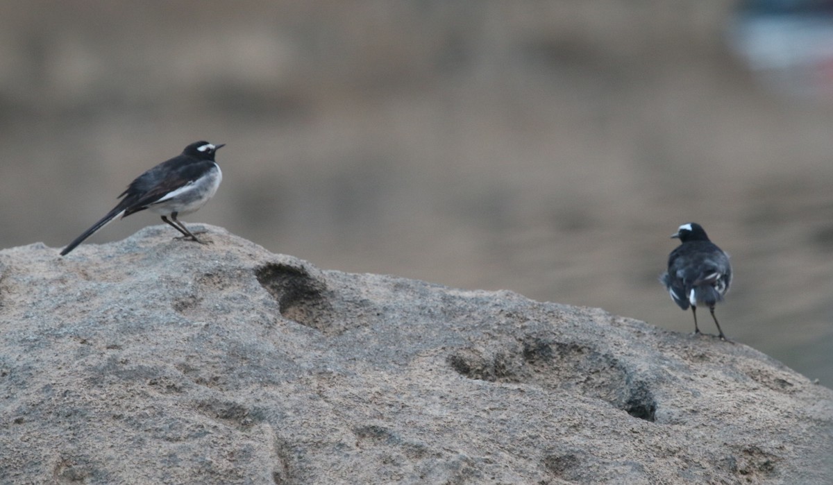 White-browed Wagtail - ML145302751