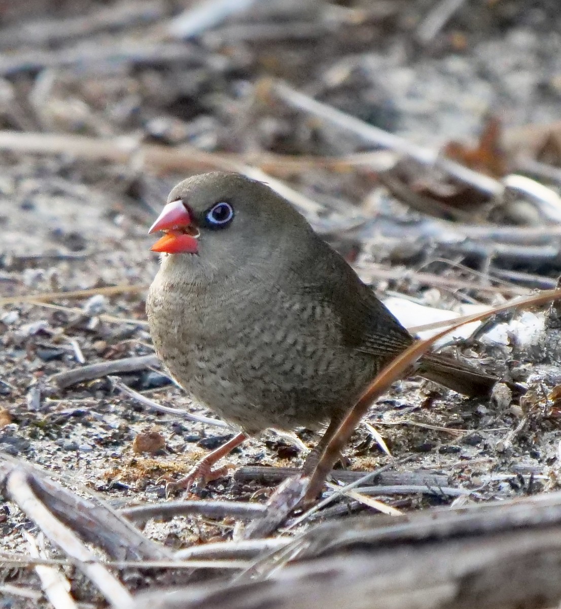 Red-eared Firetail - ML145304251