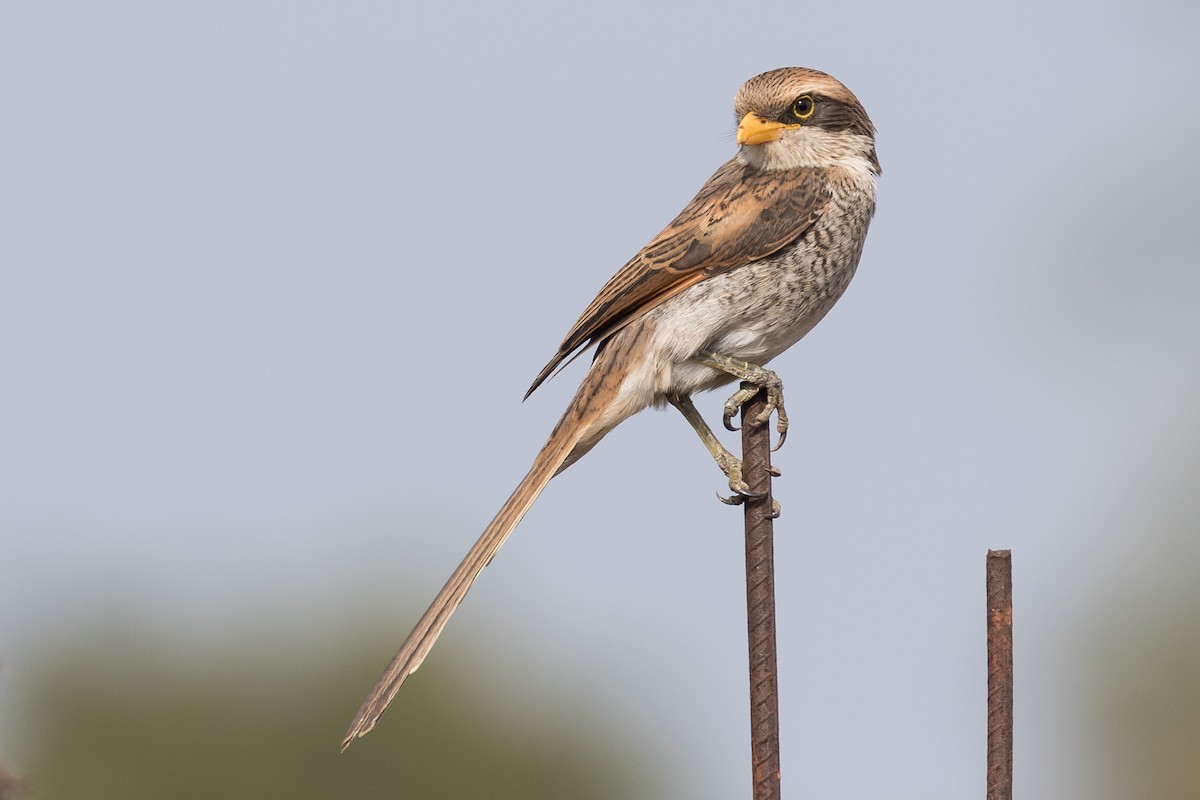 Yellow-billed Shrike - James Kennerley