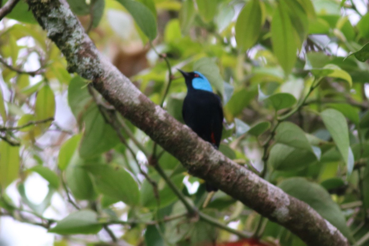 Scarlet-thighed Dacnis - Brent Bomkamp