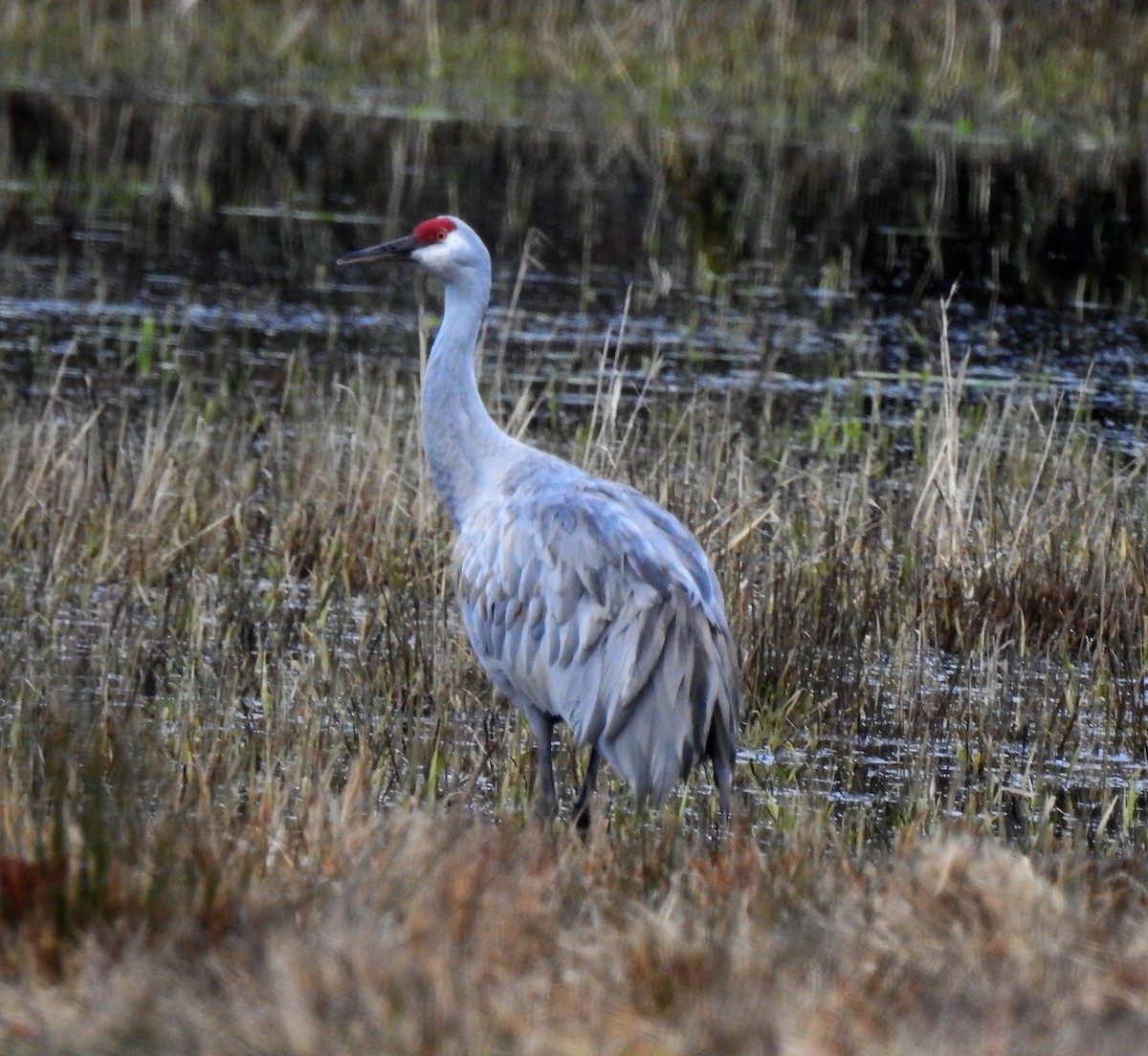 Sandhill Crane - David True