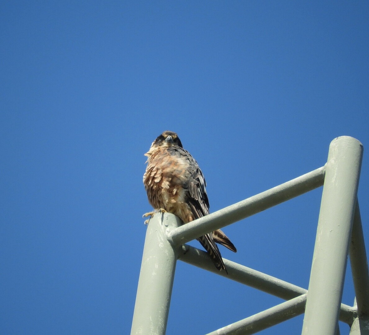 Australian Hobby - ML145305741