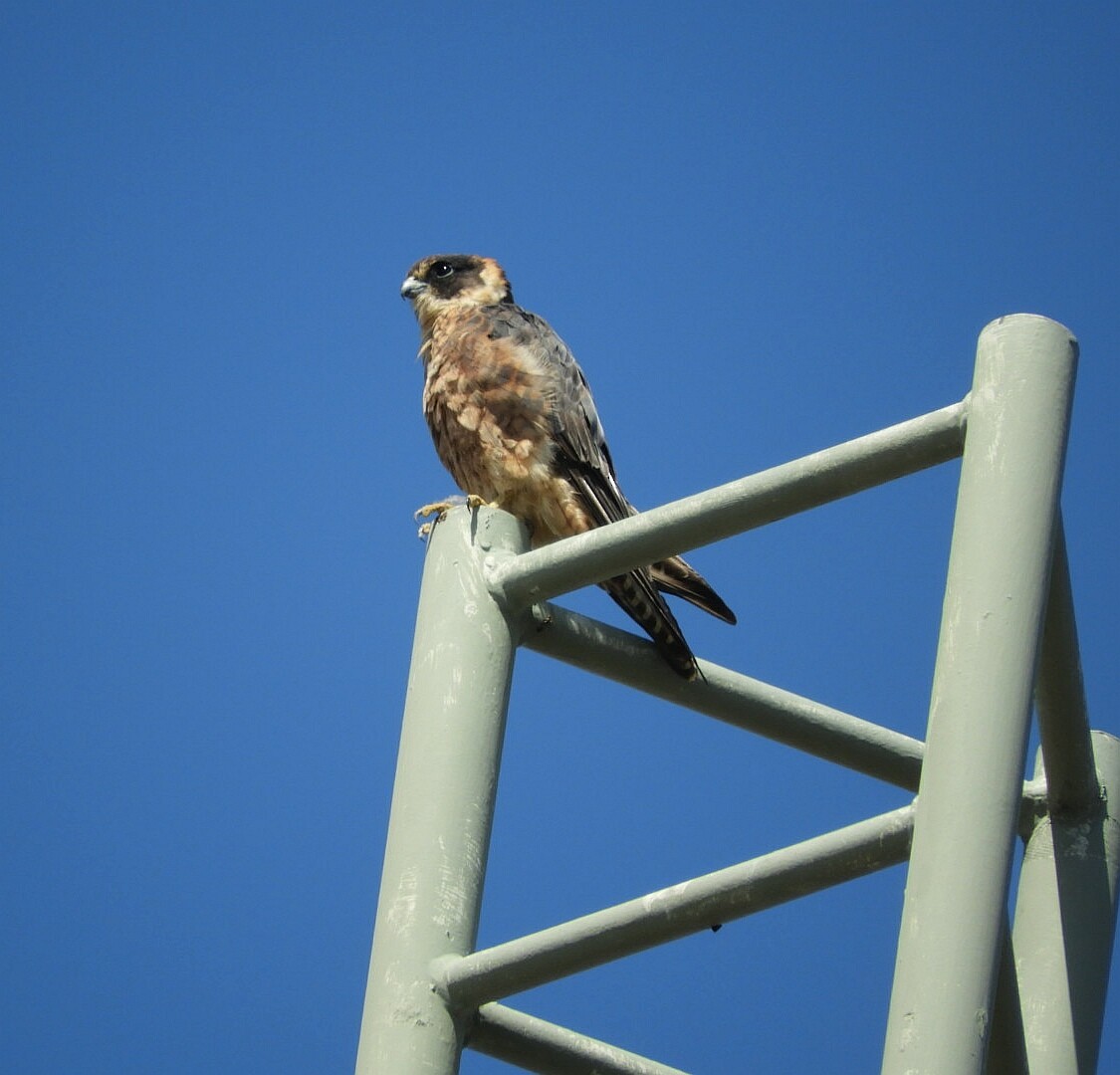 Australian Hobby - ML145305751