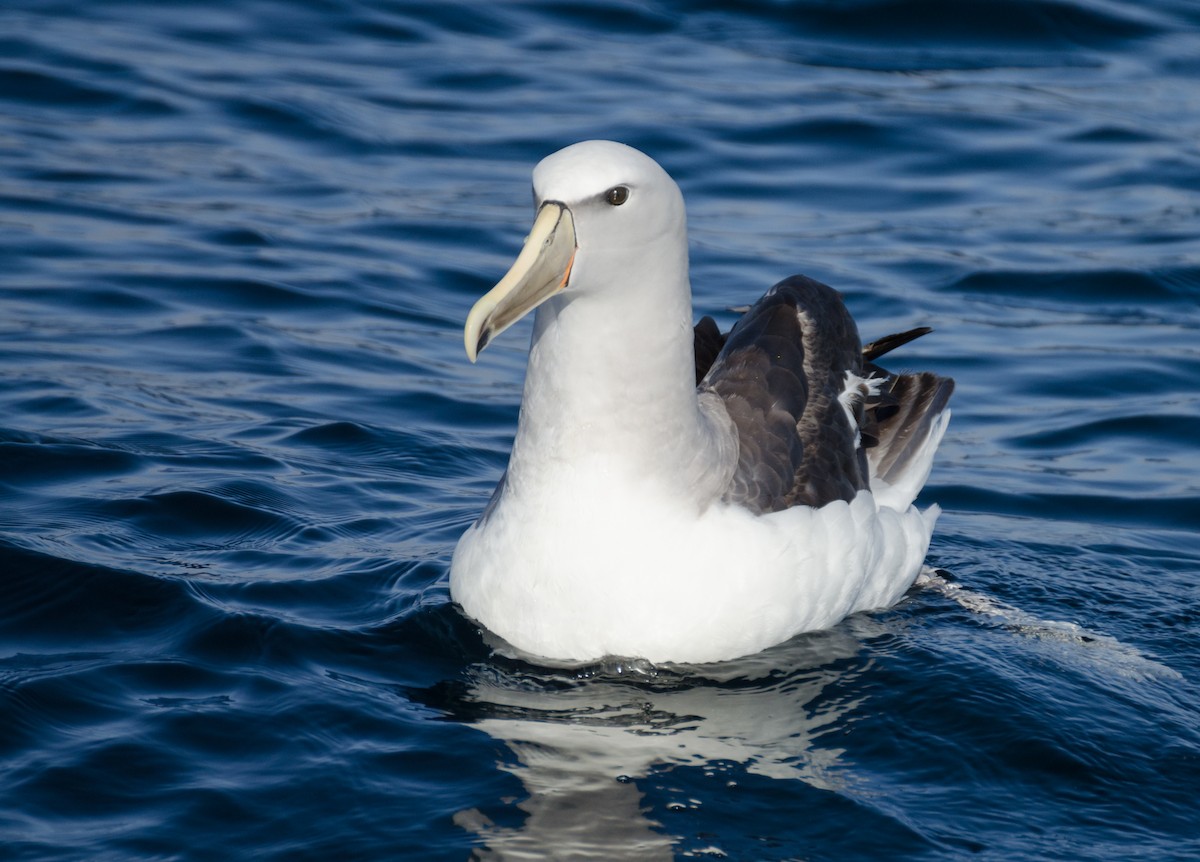 albatros snarský - ML145306881