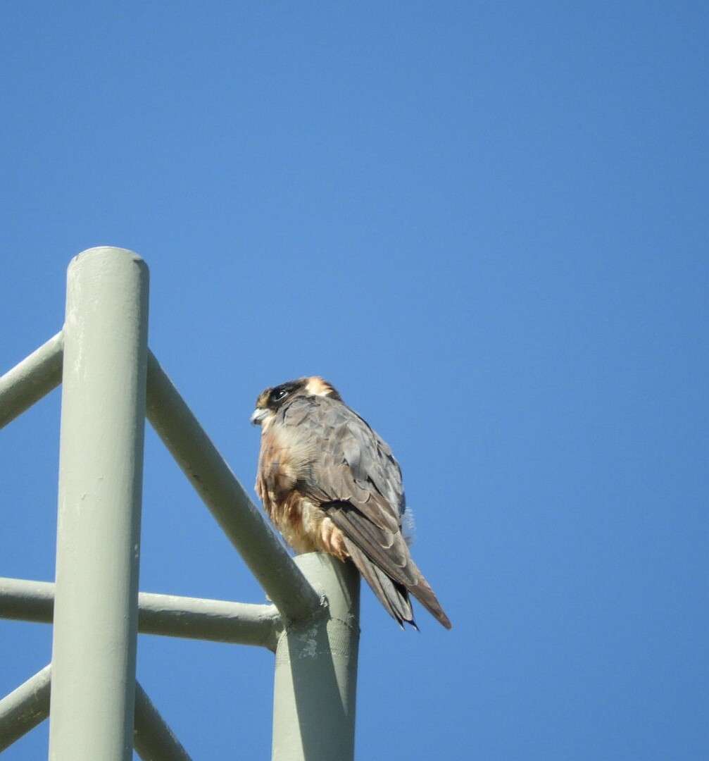 Australian Hobby - ML145307511