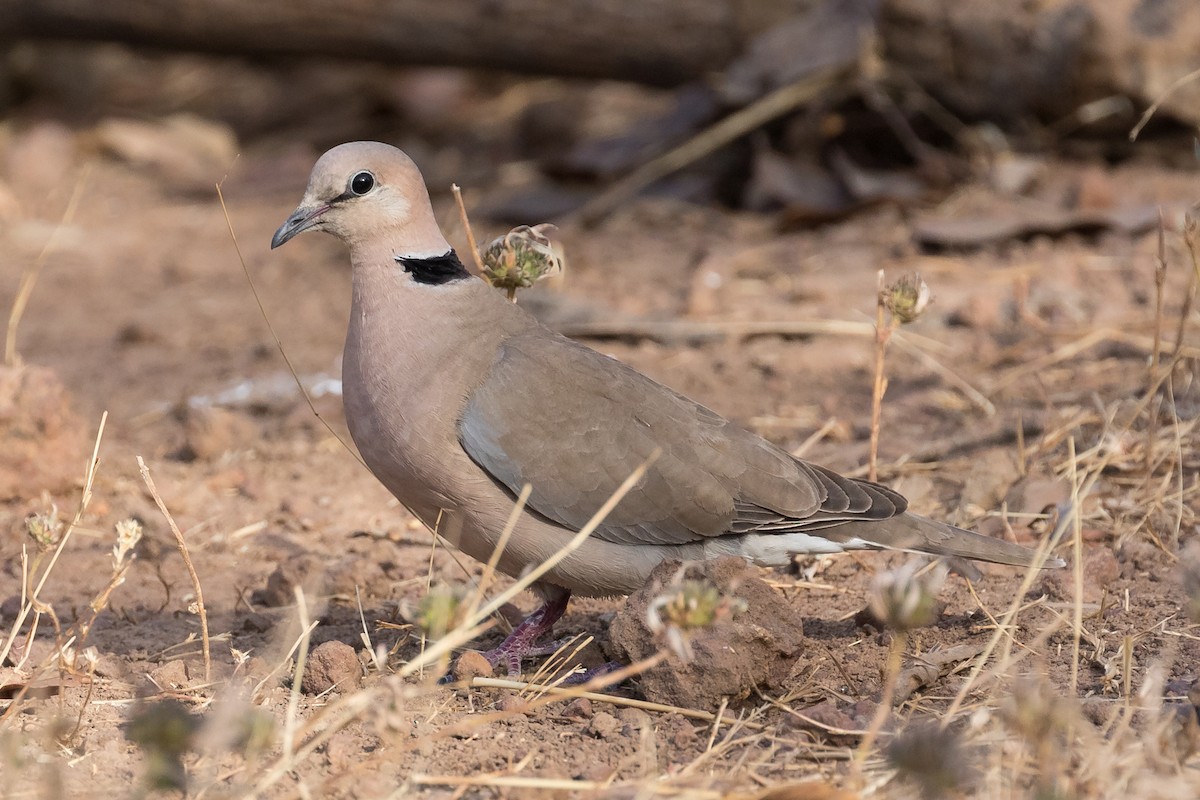 Vinaceous Dove - ML145307531