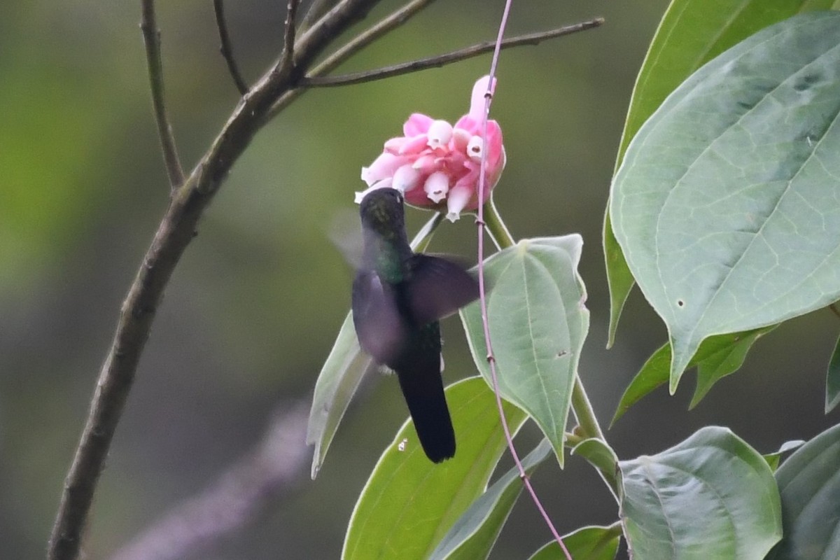 Greenish Puffleg - ML145307681