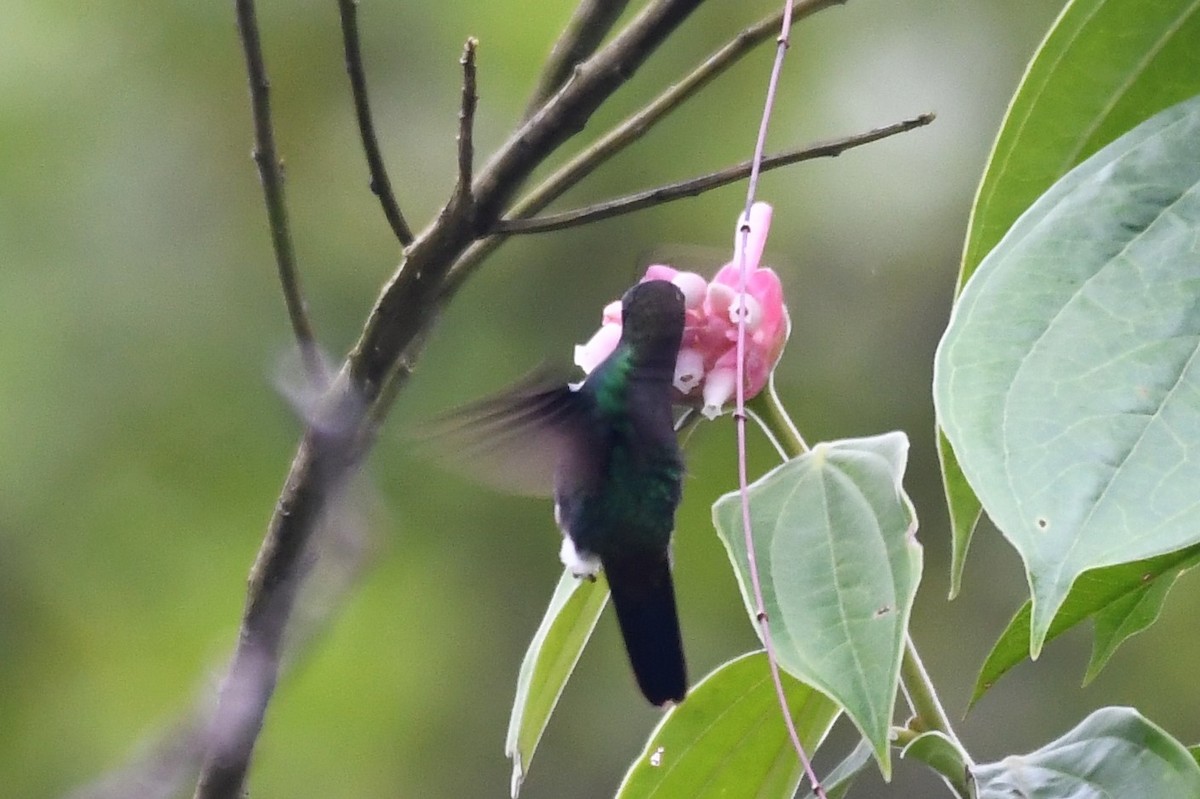 Greenish Puffleg - ML145307691