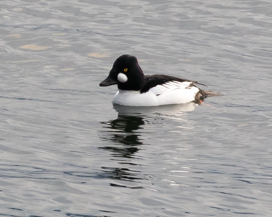 Common Goldeneye - ML145307711