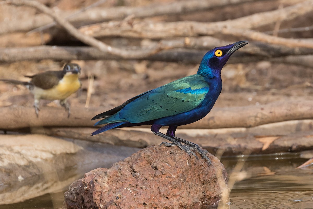 Purple Starling - ML145308341