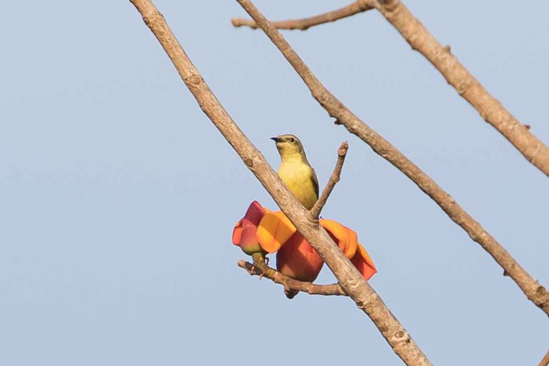 Pygmy Sunbird - ML145308571