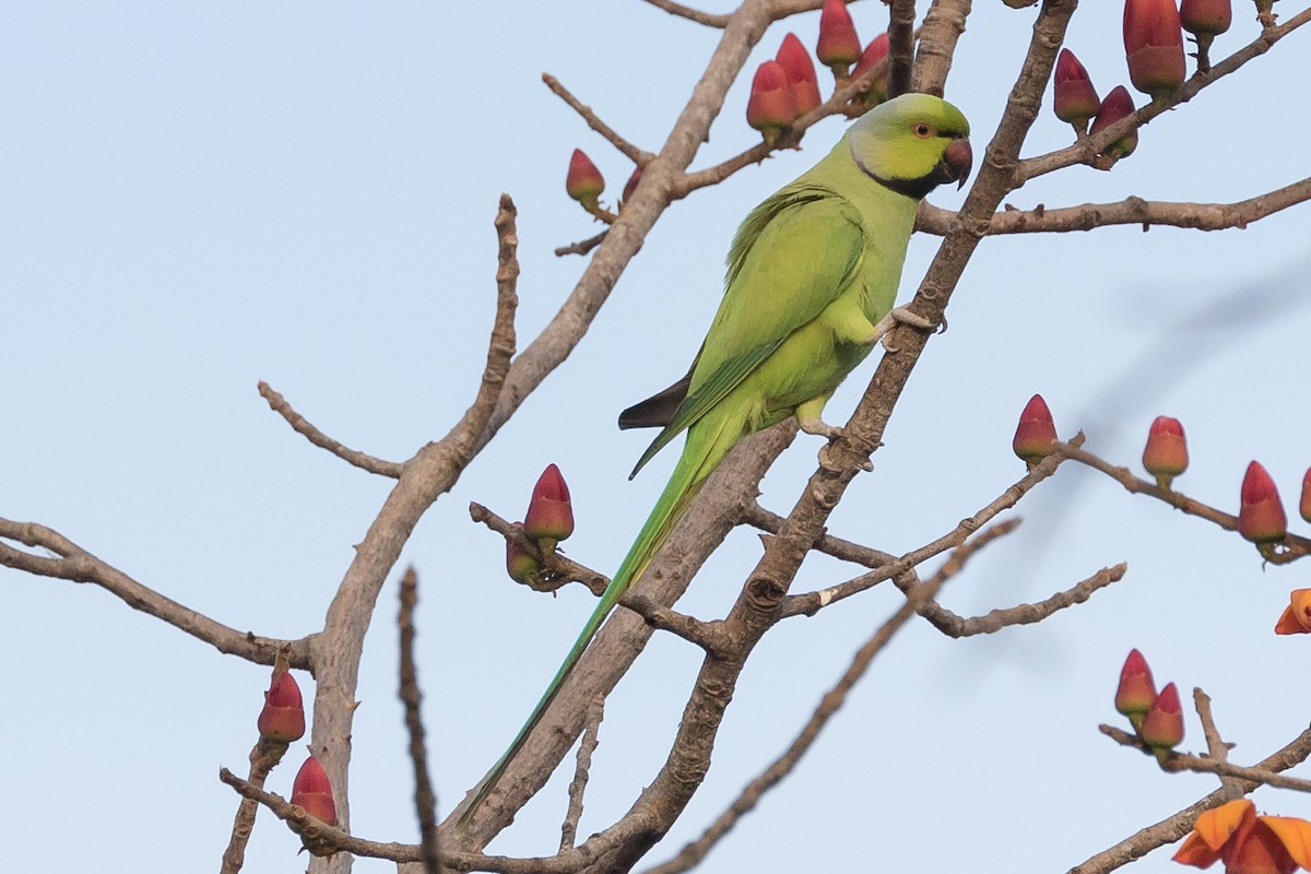 Rose-ringed Parakeet - James Kennerley