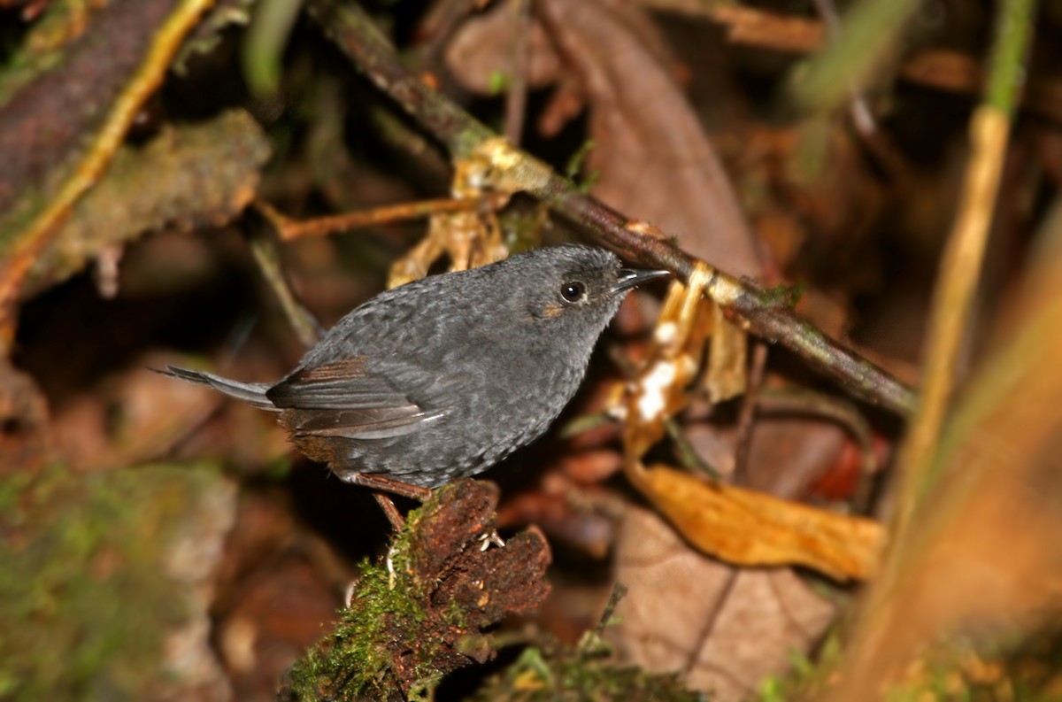 Boa Nova Tapaculo - Ciro Albano / Brazil Birding Experts