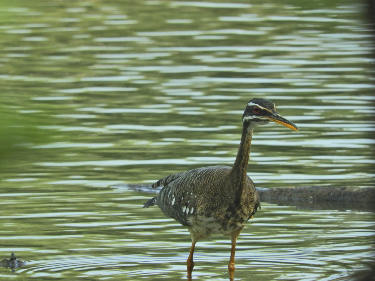 Sunbittern - ML145309501