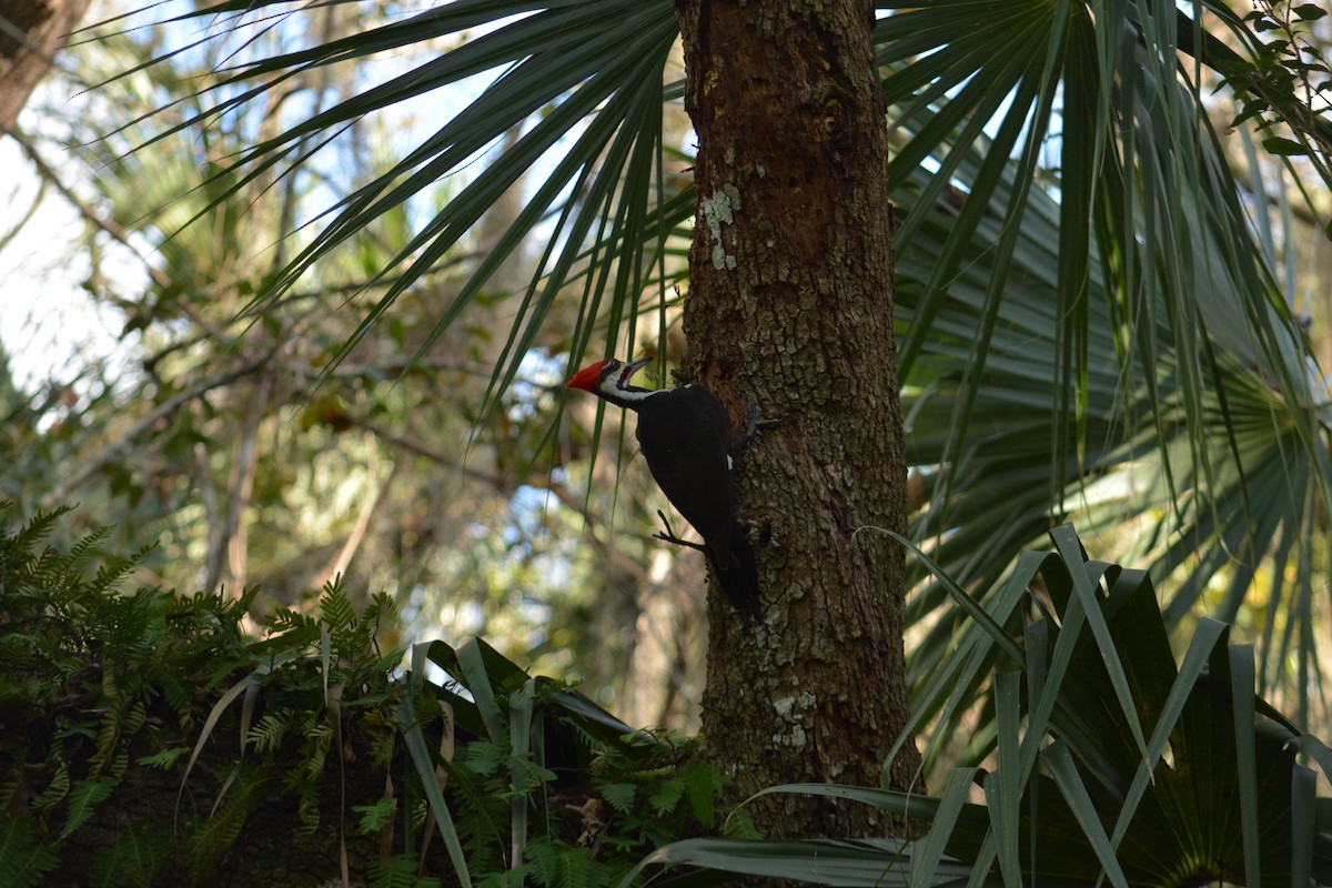 Pileated Woodpecker - ML145310451