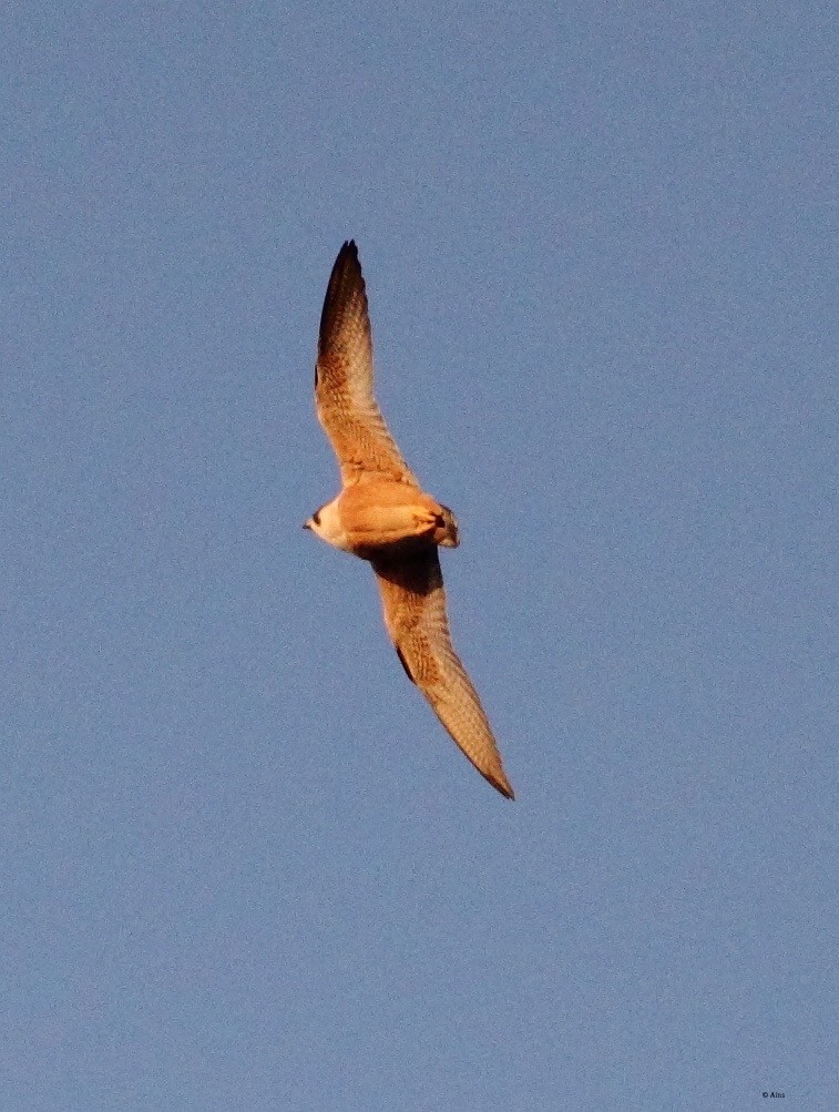 Peregrine Falcon (Shaheen) - ML145311721