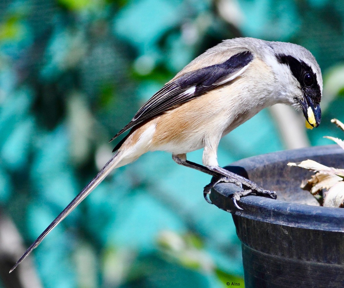 Long-tailed Shrike - Ains Priestman