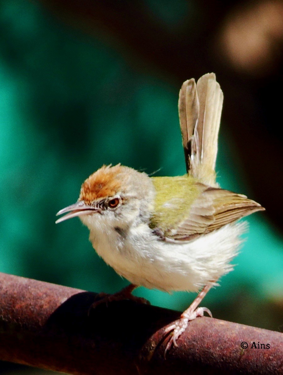 Rotstirn-Schneidervogel - ML145312031