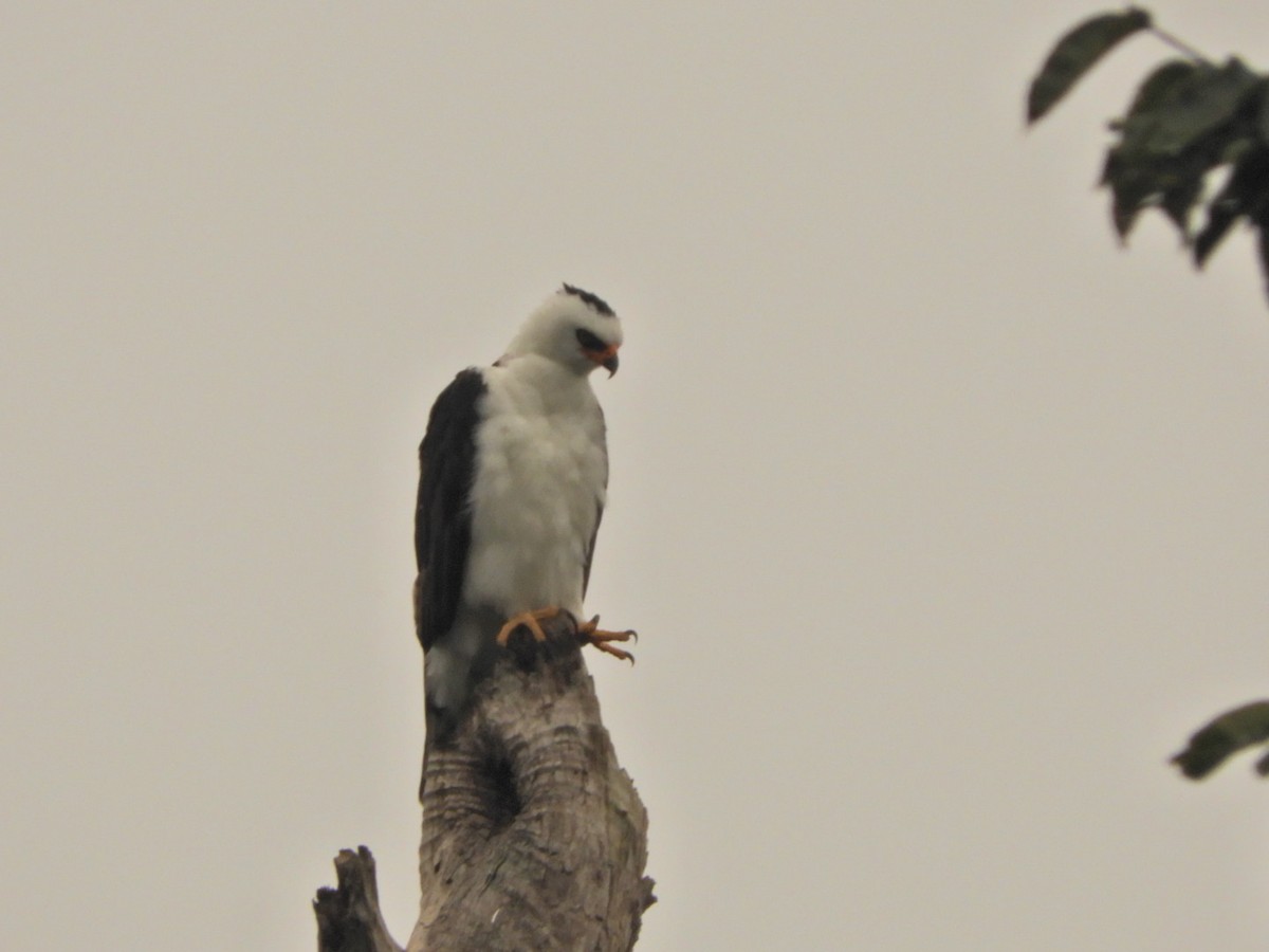 Black-and-white Hawk-Eagle - Lisandro Moran