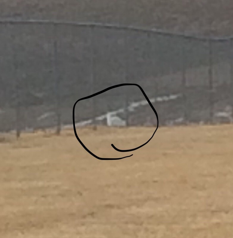 Snowy Owl - ML145312911