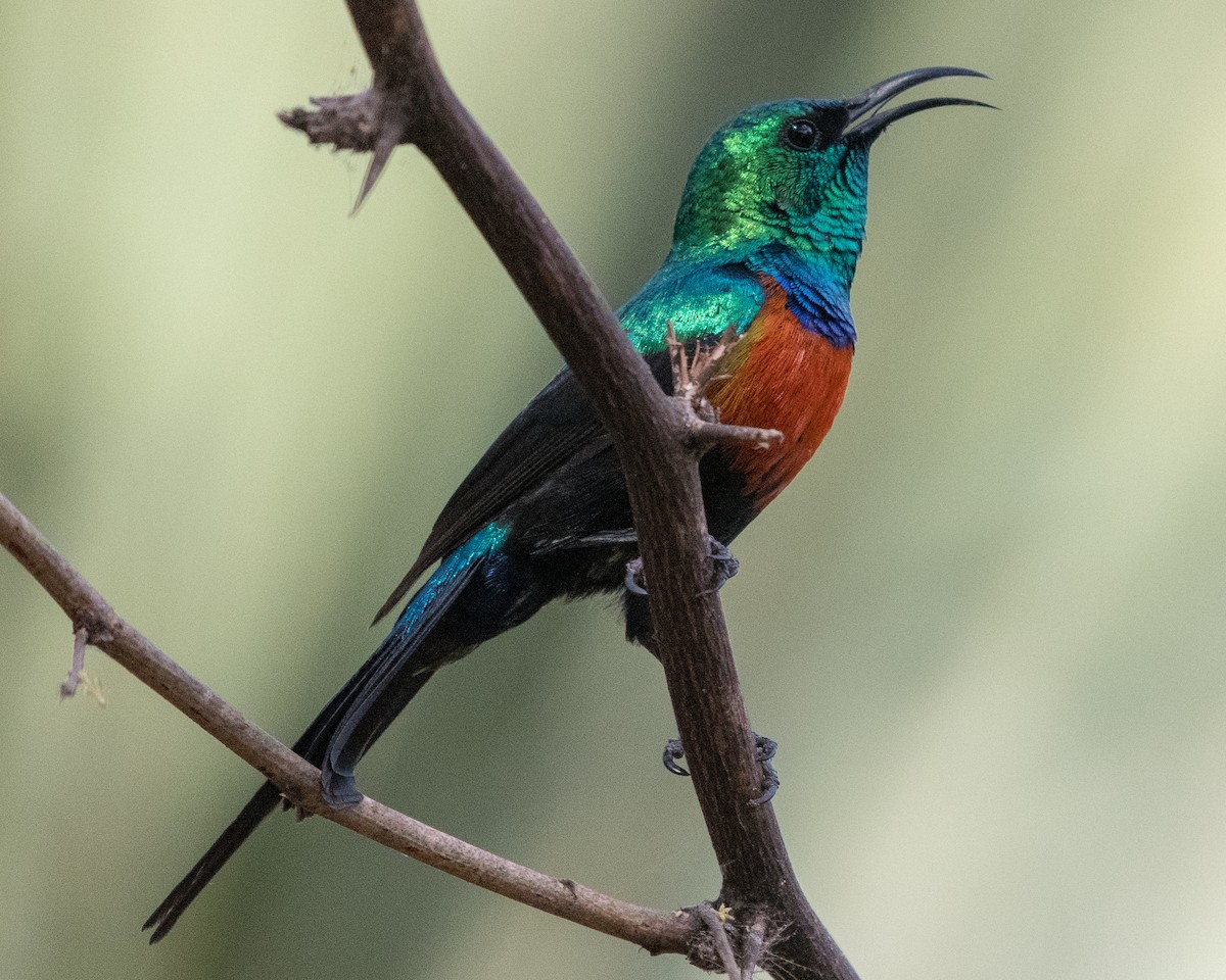 Black-bellied Sunbird - Mark Vukovich