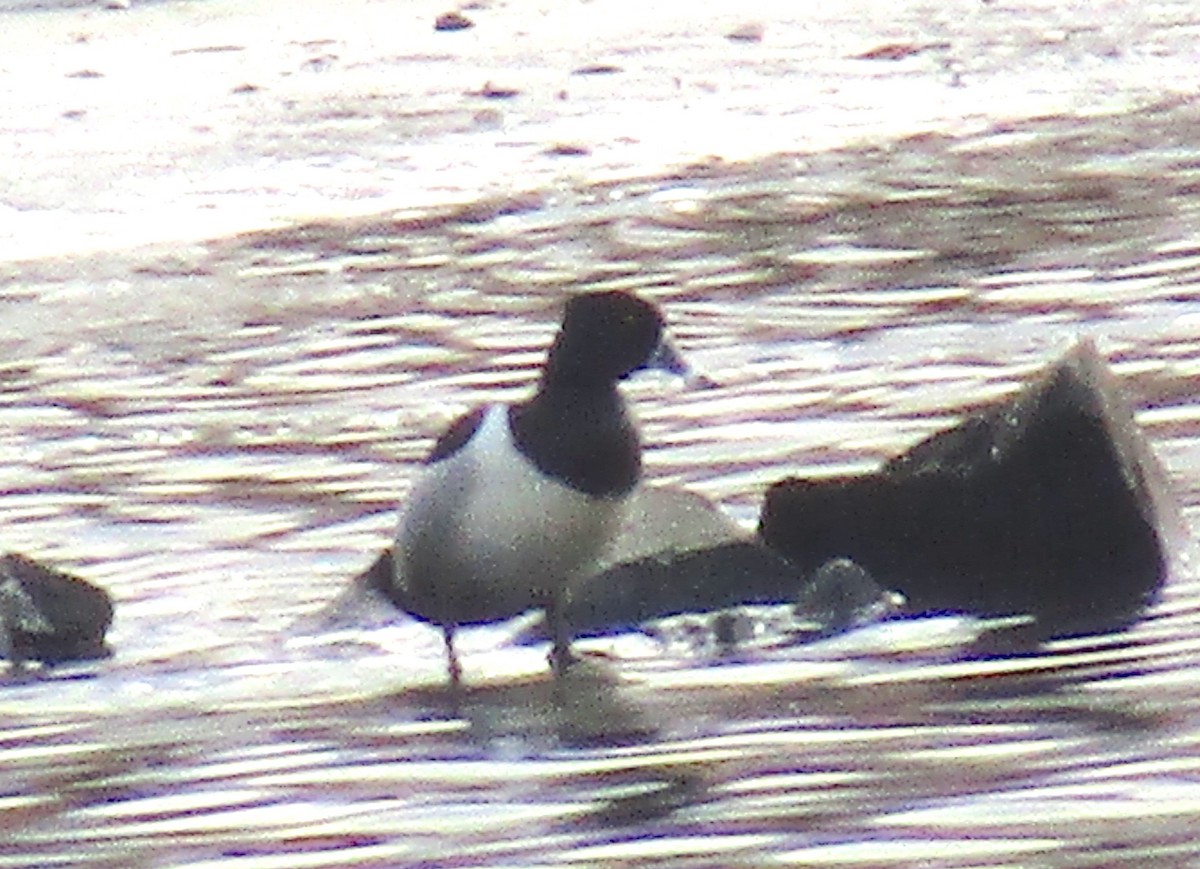 Ring-necked Duck - ML145314521