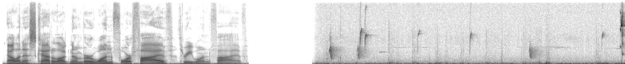 Düz Gagalı Hermit (bourcieri) - ML145315