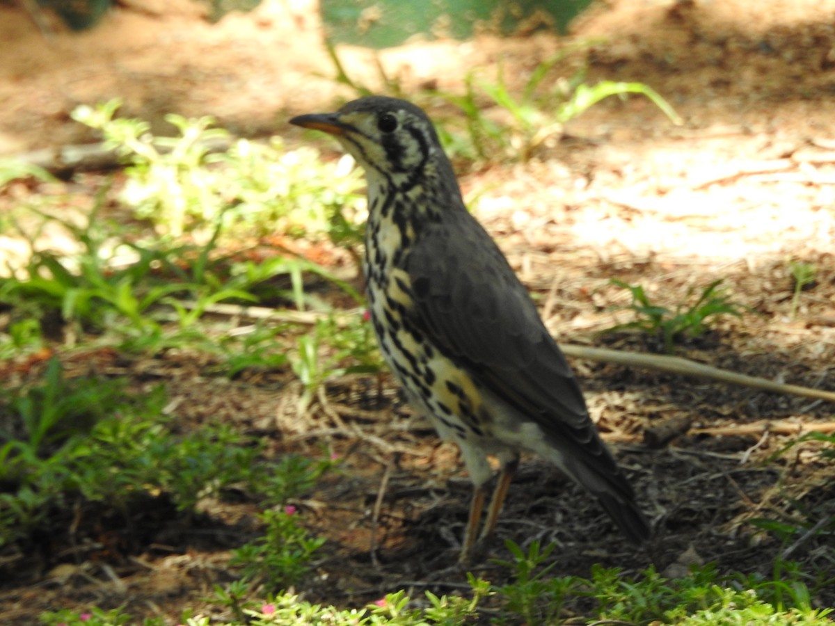 Groundscraper Thrush - ML145315481