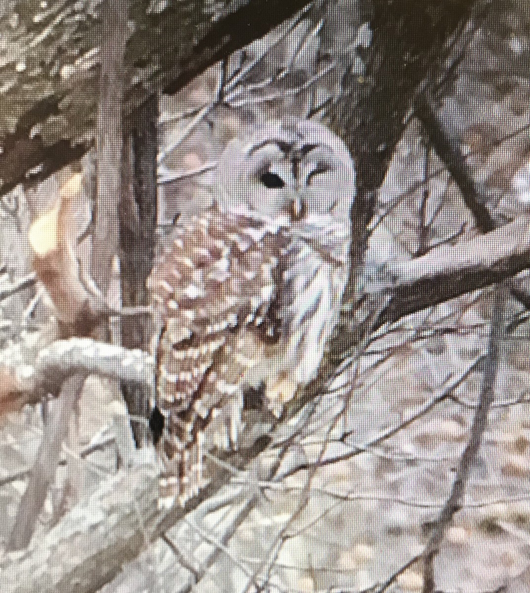 Barred Owl - ML145315541