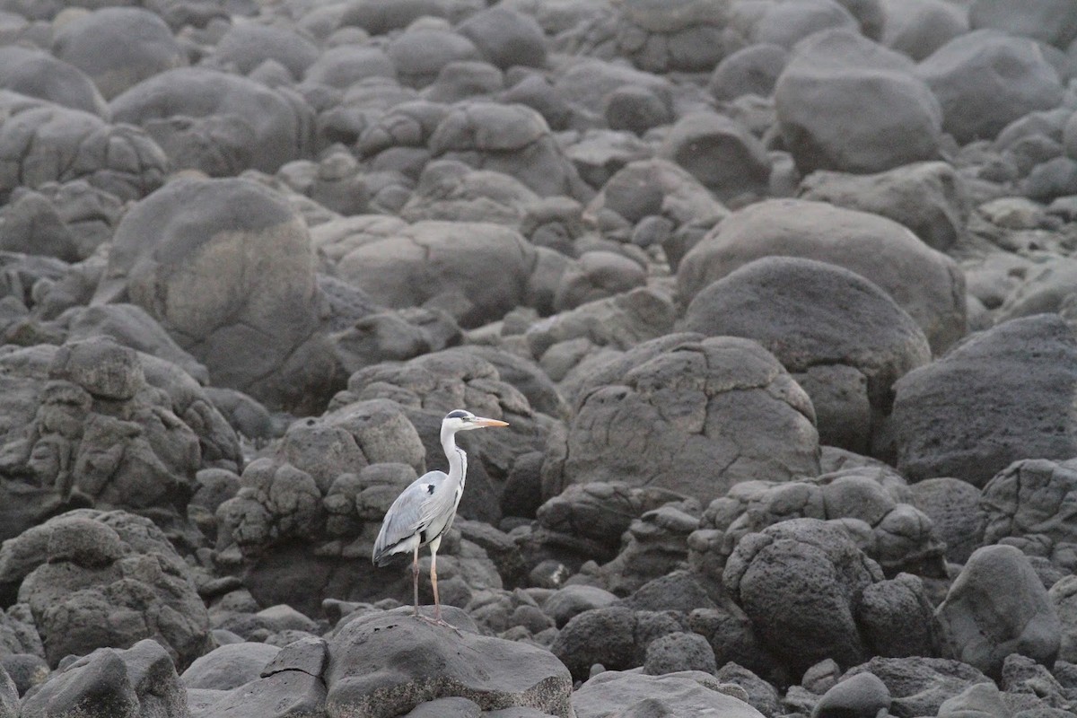 蒼鷺(cinerea/jouyi) - ML145315981