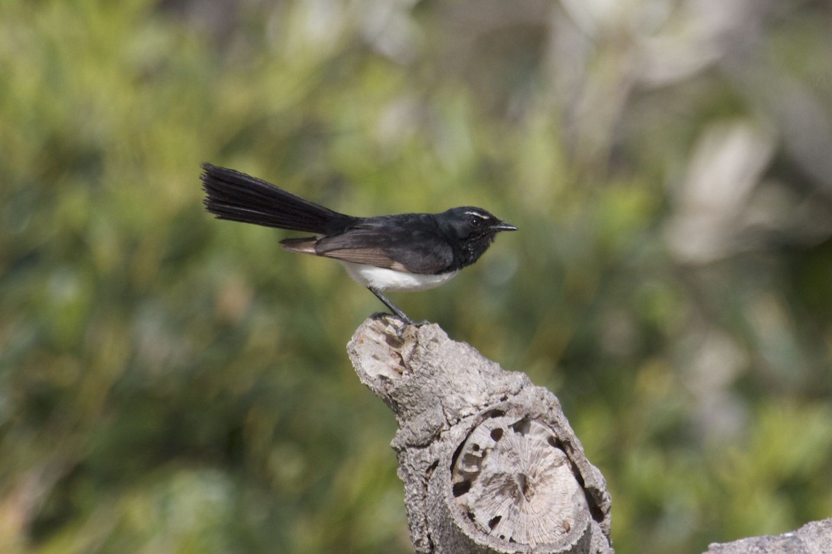 Willie-wagtail - Ron Shrieves