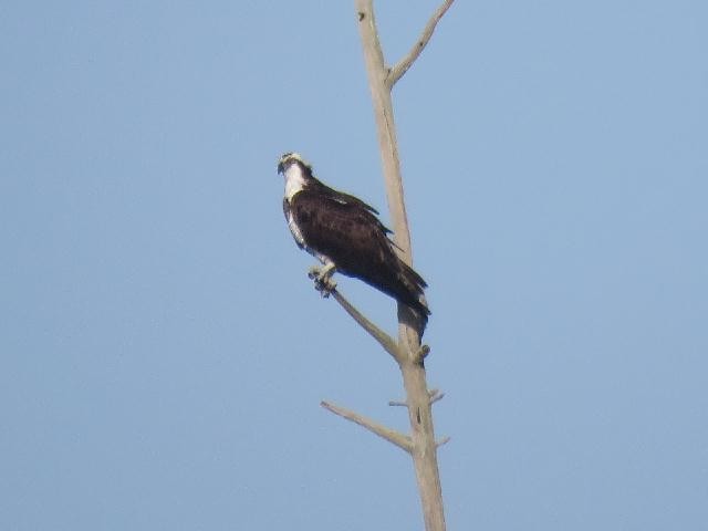 Osprey - ML145317291