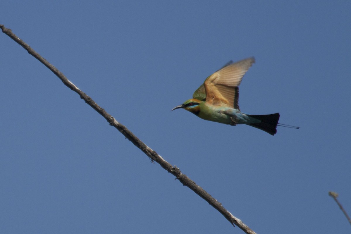 Rainbow Bee-eater - Ron Shrieves