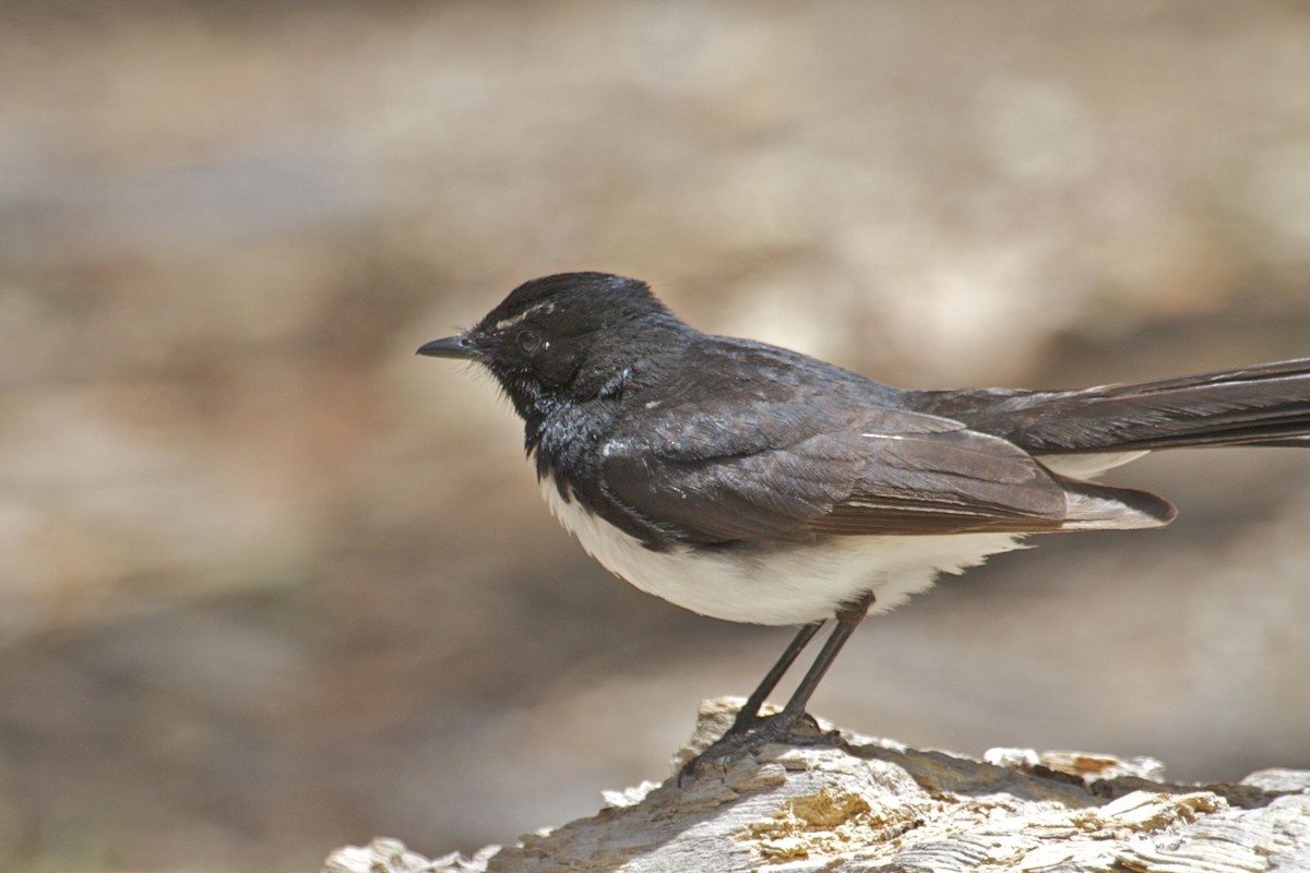 Willie-wagtail - Ron Shrieves